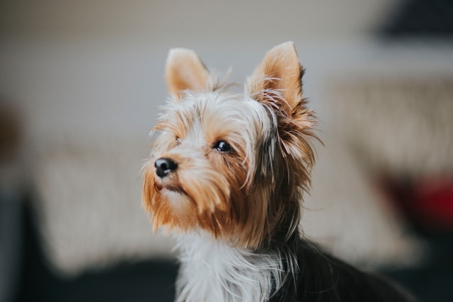 Is een yorkshire terrier hypoallergeen